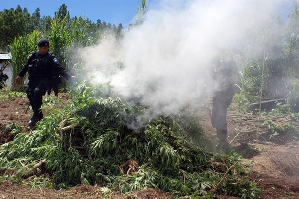 Autoridades destruyen plantación de marihuana en Momostenango, Totonicapán. (Foto Prensa Libre)<br _mce_bogus="1"/>