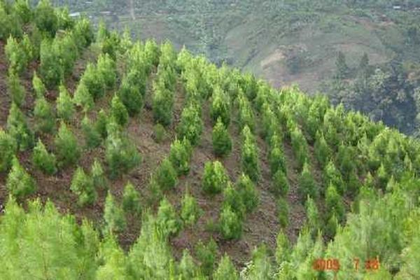 Una de las primeras estrategias es hacer planes de reforestación. (Foto Prensa Libre: archivo)<br _mce_bogus="1"/>