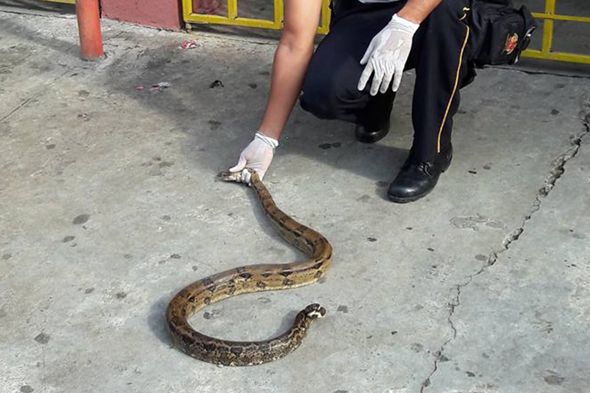 La serpiente de más de un metro fue llevada la a estación de los bomberos, para liberarla posteriormente en su hábitat. (Foto Prensa Libre: Whitmer Barrera)