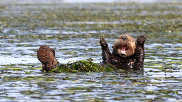 Penny Palmer captó el momento en que esta nutria estira sus patas. El animal fue fotografiado en California, Estados Unidos. Foto: Penny Palmer.