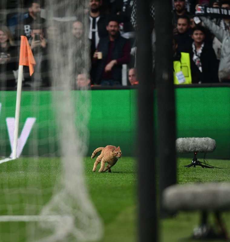 Un gato salta a una valla publicitaria del estadio durante el partido de vuelta de octavos de final entre el Besiktas Estambul y el Bayern de Munich. (Foto Prensa Libre: EFE)