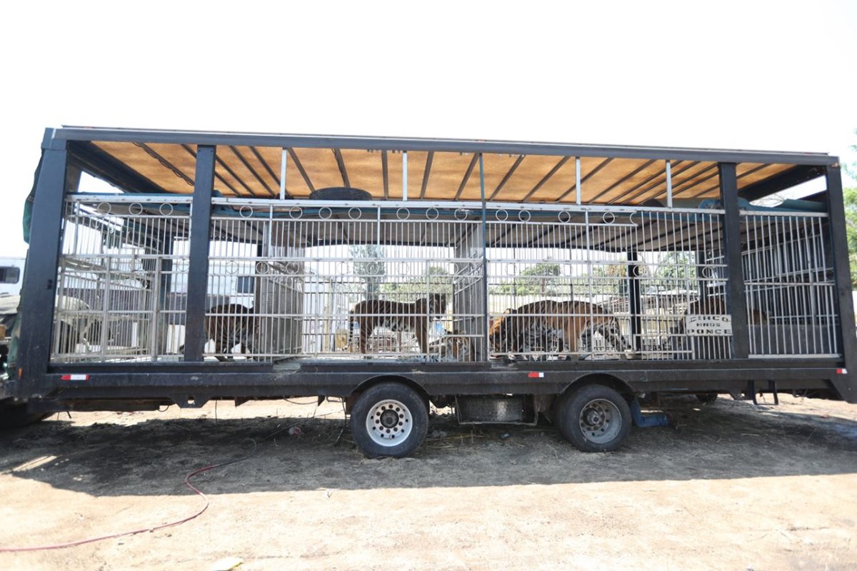 Los animales permanecerán dos semanas en el predio de Chimaltenango. (Foto Prensa Libre: Érick Ávila)