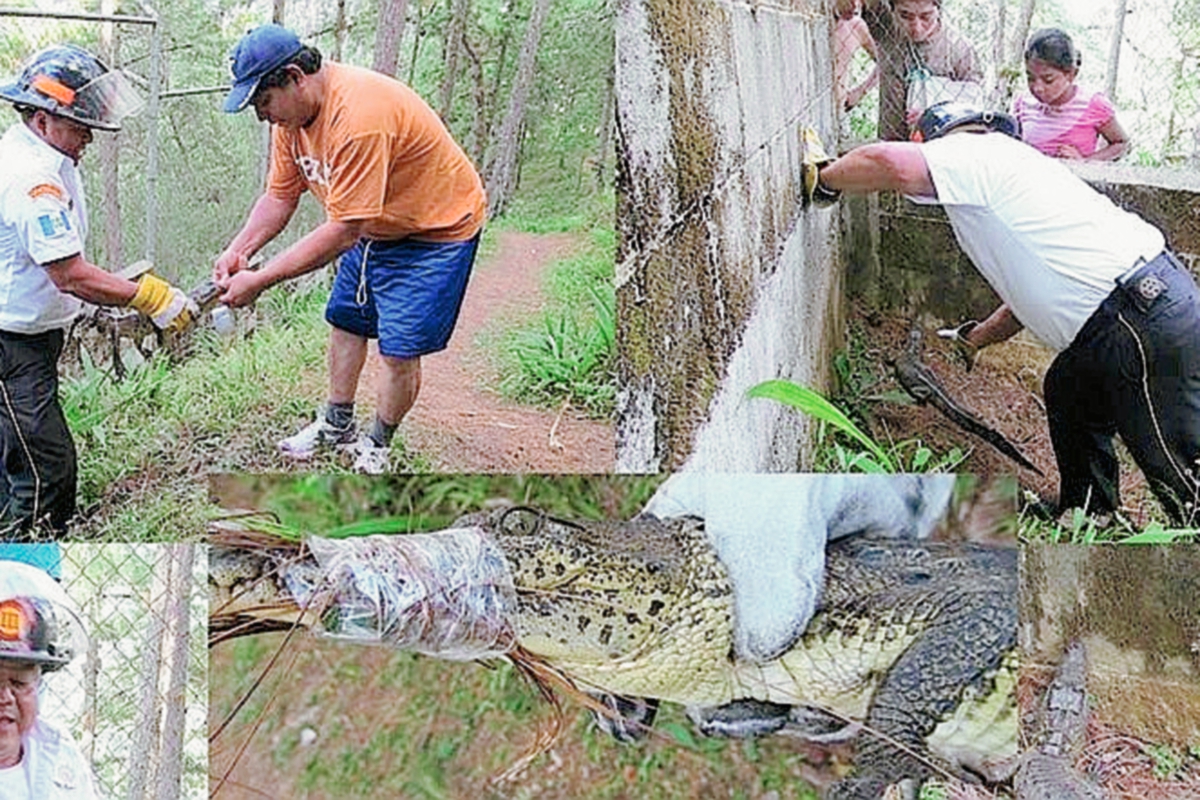 Socorristas capturan a dos caimanes en Cobán, Alta Verapaz.  (Foto Prensa Libre: Cortesía)