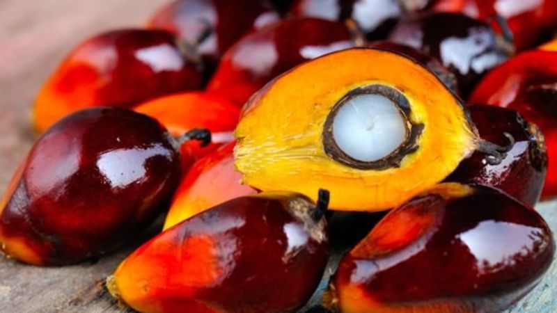 El costo del aceite de palma es menor que el de otros aceites porque se requiere mucha menos tierra para producirlo. (Getty Images).