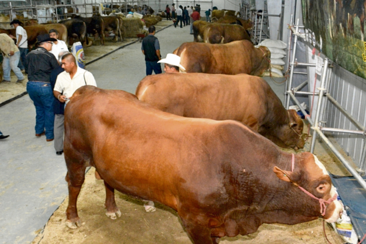 Exponen razas de ganado que producen mejor calidad de carne y leche. (FOTO PRENSA LIBRE: cortesia MAGA)