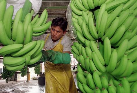 El mercado europeo es el principal destino de las exportaciones de  banano que se cosecha en Ecuador, y en diciembre finalizan las  preferencias arancelarias. (Foto Prensa Libre: Hemeroteca PL)