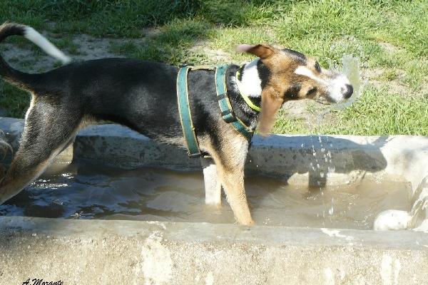 es necesario que los animales siempre tengan agua limpia a su disposición.
