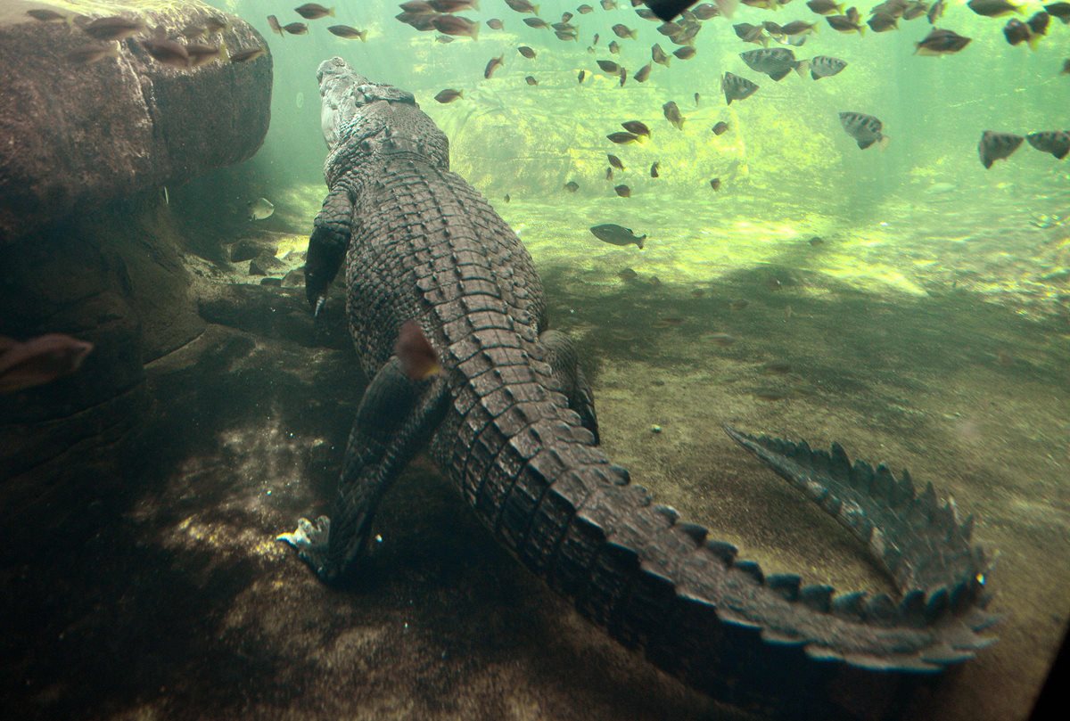 En la playa del parque nacional Daintree, en el noreste del Australia, abundan los cocodrilos. (Foto Prensa Libre: AFP).