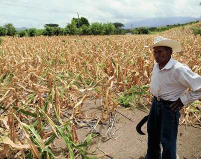 Guatemala analiza declarar estado de Calamidad por la sequía