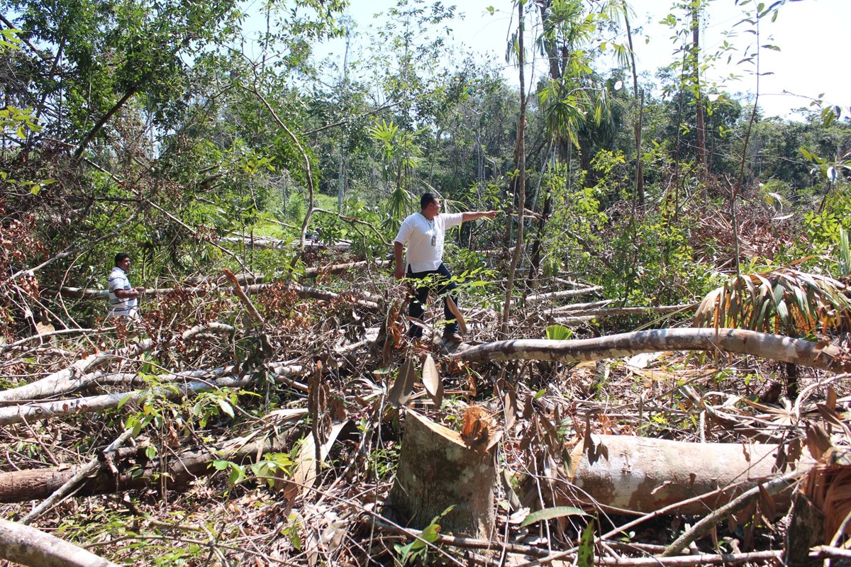Encargados de velar por la protección del medioambiente aseguran que empresarios beliceños depredan los bosques de maderas preciosas en el área fronteriza con Guatemala. (Foto Prensa Libre: Rigoberto Escobar)