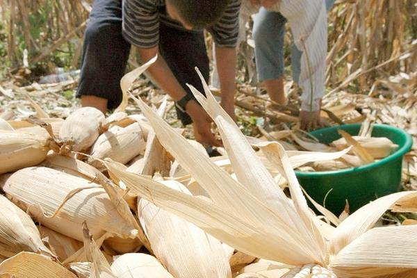 La población en la provincia ponen a secar de manera artesanal el maíz que después consumen. (Foto Prensa Libre: Archivo)<br _mce_bogus="1"/>