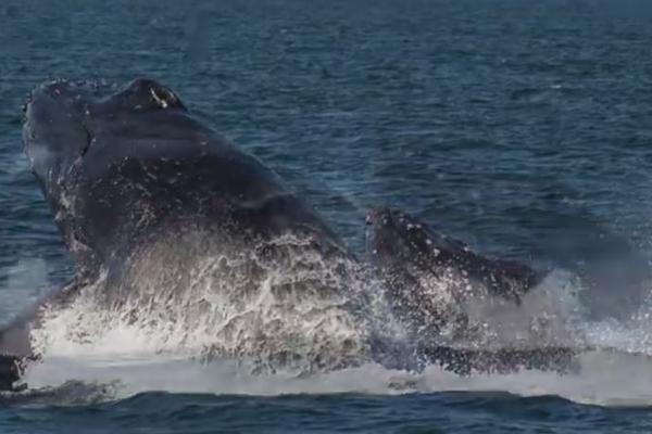 Avistamiento de ballenas en Las Lisas.