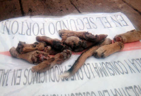 Pezuñas y una cola fueron encontrados en la basura de la feria. (Foto Prensa Libre: Hugo Oliva)