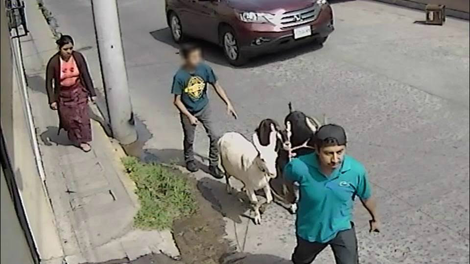 Cámara de seguridad capta supuesto robo de cabras en el centro de Xela. (Foto Prensa Libre: Cortesía)