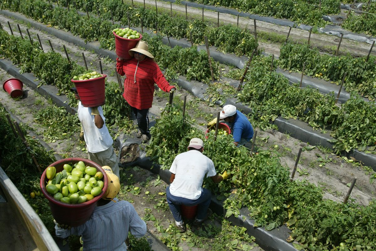 Miles de migrantes centroamericanos trabajan en la agricultura en EE.UU. (Foto Prensa Libre: Hemeroteca PL).