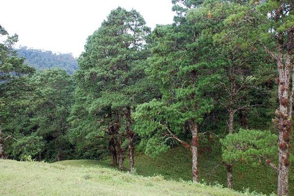 El conap busca declarar área protegida la montaña Las Granadillas,  Zacapa.