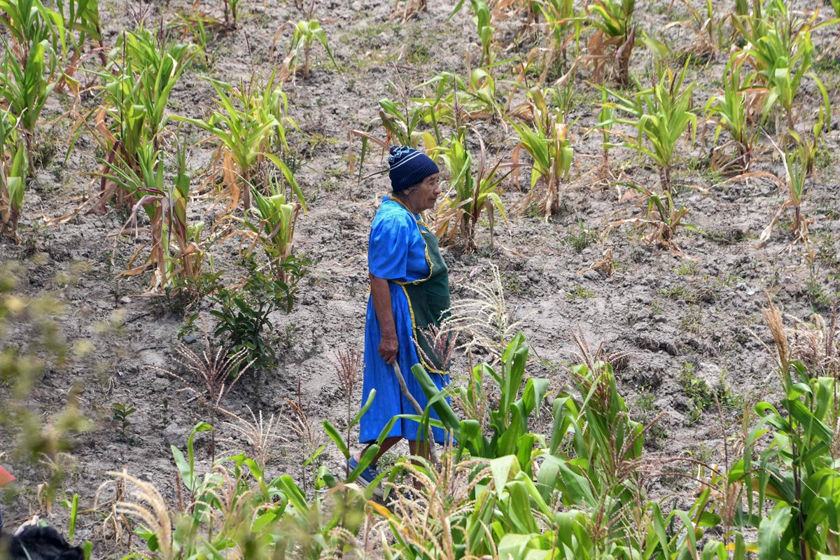 Familias hondureñas han perdido sus cultivos debido a la sequía del corredor seco que afecta a la costa del Pacífico y requieren asistencia alimentaria de emergencia (Foto Prensa Libre: AFP)
