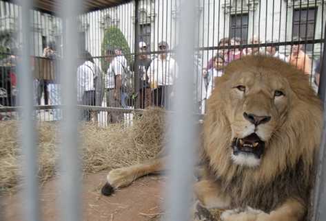 Varios animales enjaulados fueron mostrados al público durante la manifestación. (Foto Prensa Libre: Edwin Bercián)