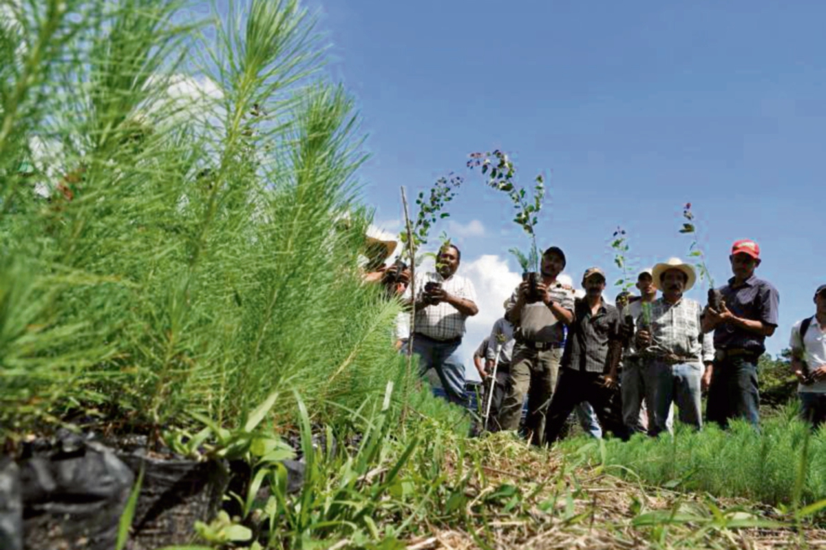 Agricultores siembran  árboles donados por la comuna de Casillas, Santa Rosa.