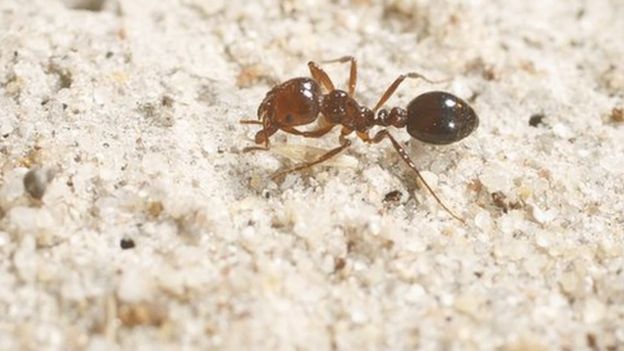 Las hormigas de fuego son llamadas así por el ardor que provocan sus picaduras. BIOSECURITY QUEENSLAND