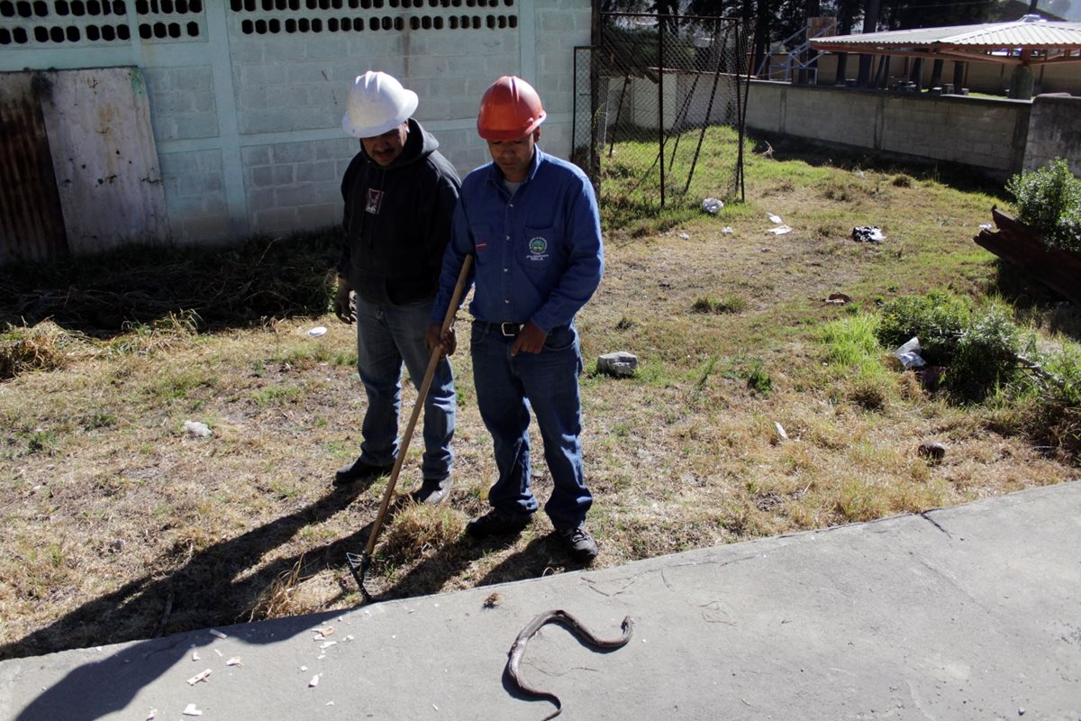 Trabajadores de la empresa eléctrica municipal muestran a la serpiente que murió por el incendio. (Foto Prensa Libre: María José Longo)