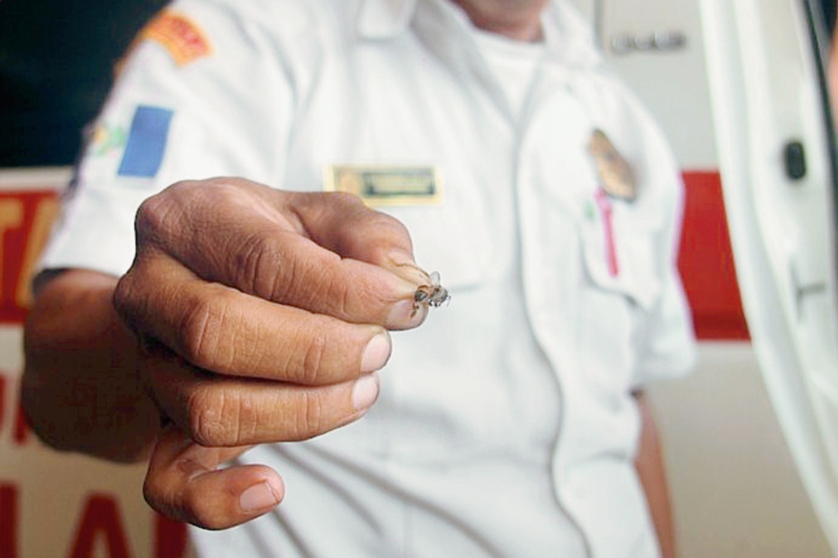 Un socorrista  muestra una avispa atrapada durante un ataque a pobladores de Escuintla. (Foto Prensa Libre: HemerotecaPL: Melvin Sandoval)