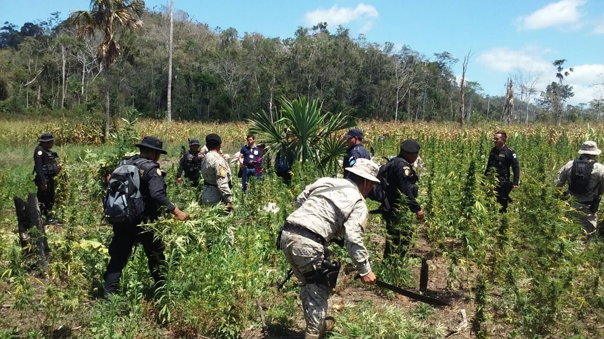 Las autoridades en plena faena de destrucción de la plantación de marihuana. (Foto Prensa Libre: Rigoberto Escobar)