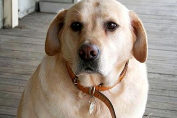 A los animales hay que enseñarles a comer desde que son cachorros para evitar que tengan sobrepeso.<br mce_bogus="1"/>