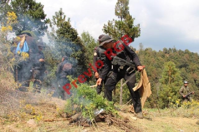 Agentes de la PNC queman plantación de marihuana en Coatepeque, Quetzaltenango. (Foto Prensa Libre: Alexánder Coyoy)