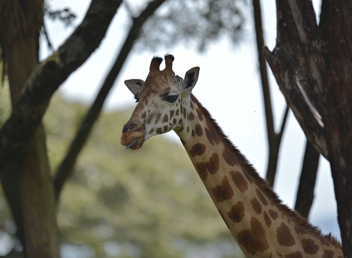 Una jirafa de la subespecie de Rothschild se coloca en su hábitat en el centro de la conservación de la jirafa de Nairobi. (Foto Prensa Libre: AFP).