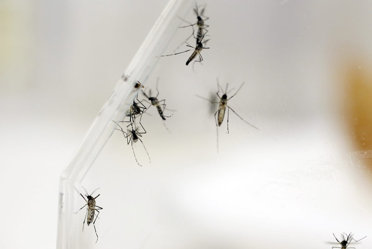 Salud confirma un incremento de casos de Zika en el país, respecto a 2015. (Foto Prensa Libre: Hemeroteca PL)
