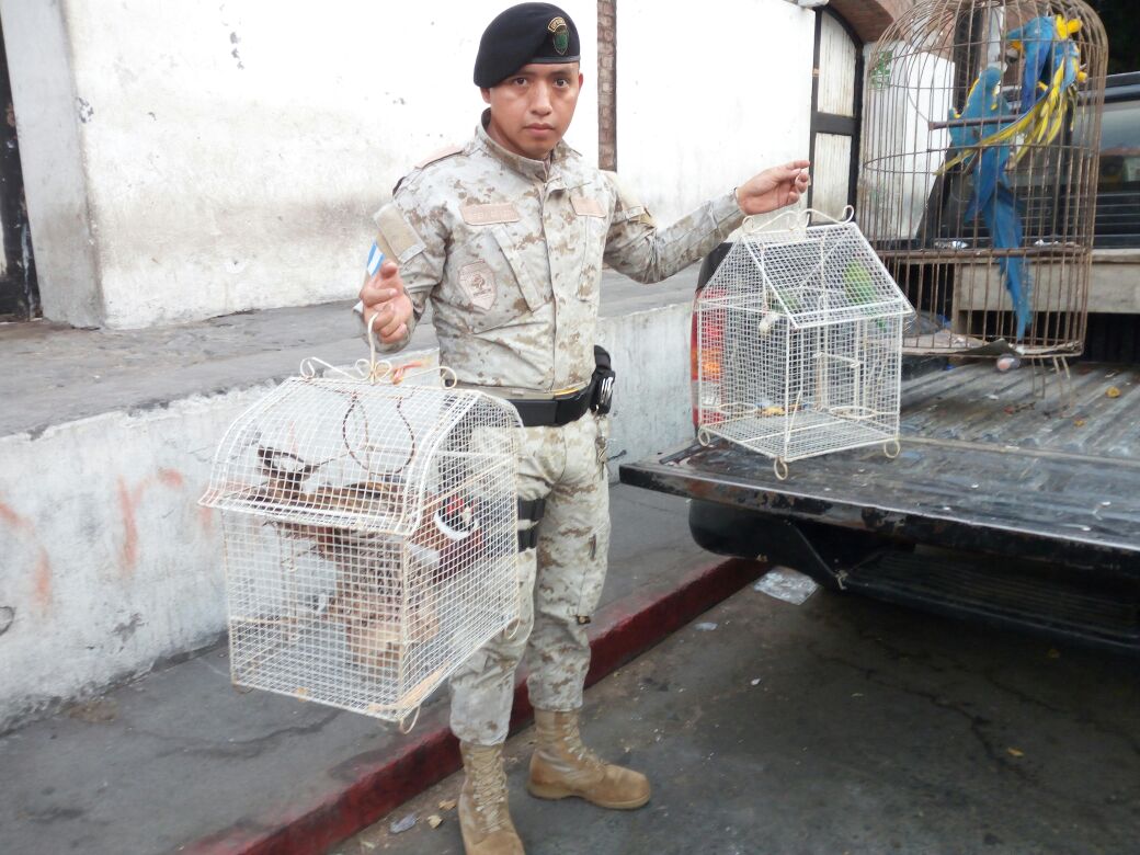 Las siete aves en peligro de extinción son trasladadas por elementos de Diprona a la sede de Conap. (Foto Prensa Libre: Cortesía)