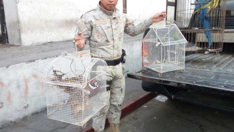 Las siete aves en peligro de extinción son trasladadas por elementos de Diprona a la sede de Conap. (Foto Prensa Libre: Cortesía)