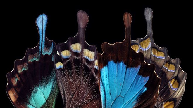 Las alas de las mariposas son más complejas de lo que parece a simple vista. GETTY IMAGES
