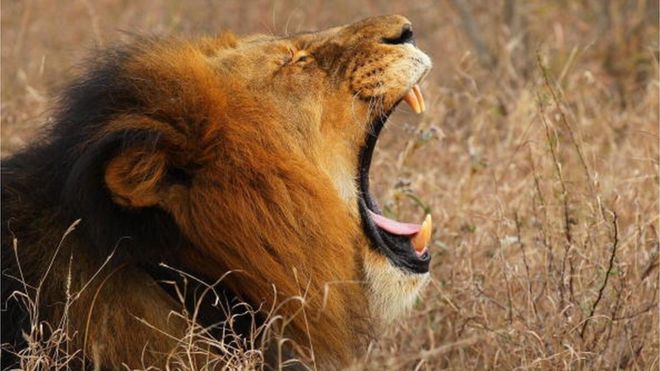 Los leones devoraron al cazador en un parque de la provincia de Limpopo. GETTY IMAGES
