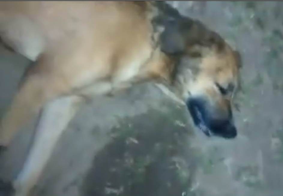 El perro Gordito fue herido de bala por un supuesto agente de la PNC en La Tinta, Alta Verapaz. (Foto Prensa Libre: Facebook)