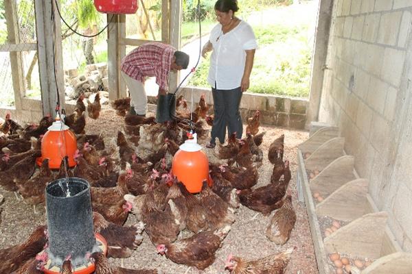 Maynor Morales  y su esposa Enma García tienen 300 gallinas de la raza  Loman, que producen 46 cartones de huevo —cada uno tiene 30 unidades—   por semana. (Foto Prensa Libre: Oswaldo Cardona)