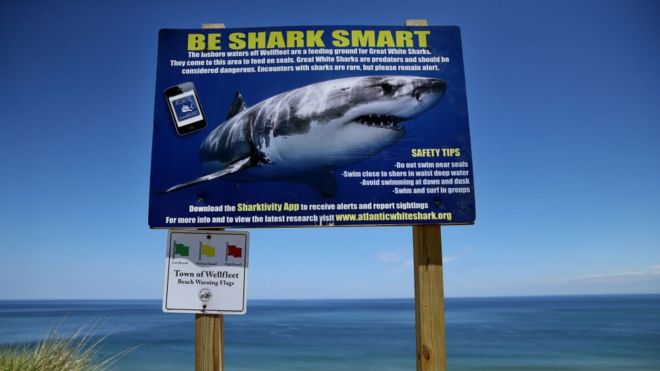 En las playas del condado de Cape Cod, en la costa este de EE.UU., se ha registrado un aumento del avistamiento de tiburones. (GETTY IMAGES)