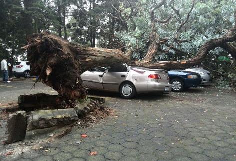 Un árbol daño tres vehículos en el estacionamiento del Centro de Atención Médica Integral para Pensionados del Igss. (Foto Prensa Libre: E. Ávila)