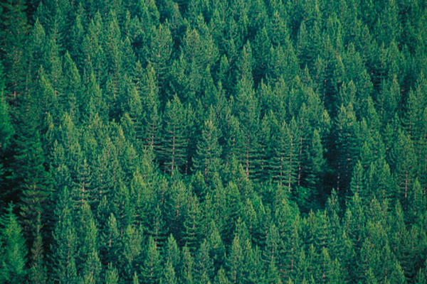 El grupo de las gimnospermas, al que pertenecen las coníferas, es el más  amenazado con un 36 por ciento de las especies que lo componen en  peligro.