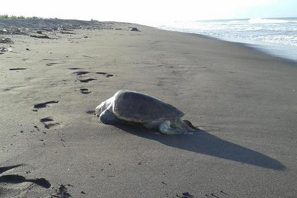 Las Tortugas son encontradas muertas  en  la playa de Tilapa, en La Blanca, y Ocós, San Marcos. (Foto Prensa Libre: Édgar Girón)