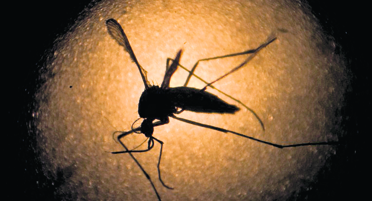 El virus del Zika se transmite principalmente a través de la picadura del mosquito Aedes aegypti infectado. (Foto Prensa Libre: HemerotecaPL)