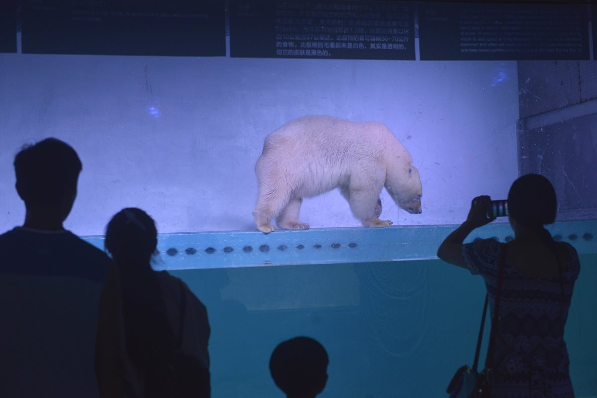 Visitantes del centro comercial fotografían, cabizbajo, a Pizza "el oso polar más triste del mundo". (Foto Prensa Libre: AFP).