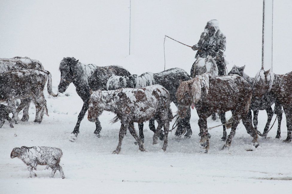 Un hombre conduce su manada de caballos bajo una tormenta de nieve en Altay, en la región autónoma de Xinjiang, en China. REUTERS
