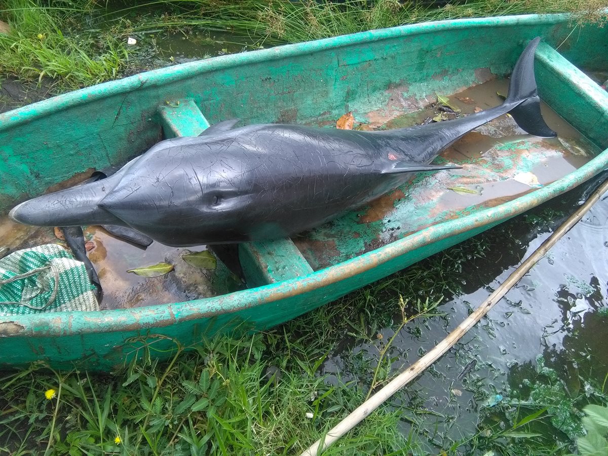 El delfín estaba atrapado entre ramas de mangle y pese a que fue rescatado, murió poco después. (Foto Prensa Libre: Rolando Mirada)