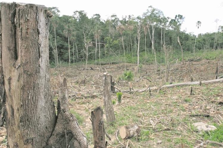 Epecies prohibidas se ven amenazadas por la tala ilegal (Foto Prensa Libre: Hemeroteca)
