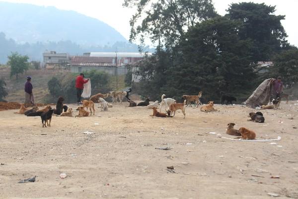 Gran cantidad de perros callejeros  se pueden observar en  calles de la cabecera de Totonicapán, donde varias personas han sido agredidas.