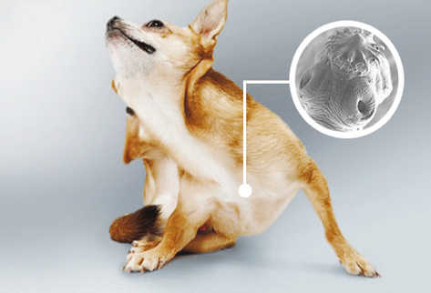 temor temporal canal Síntomas de parásitos intestinales en el perro