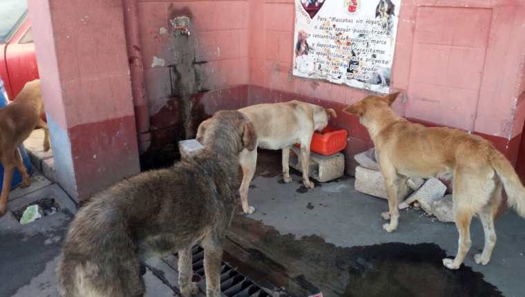 En la estación de Bomberos Voluntarios de Villa Canales, se ha instalado un comedor para perros. (Foto Prensa Libre: Jhon Monsalve)