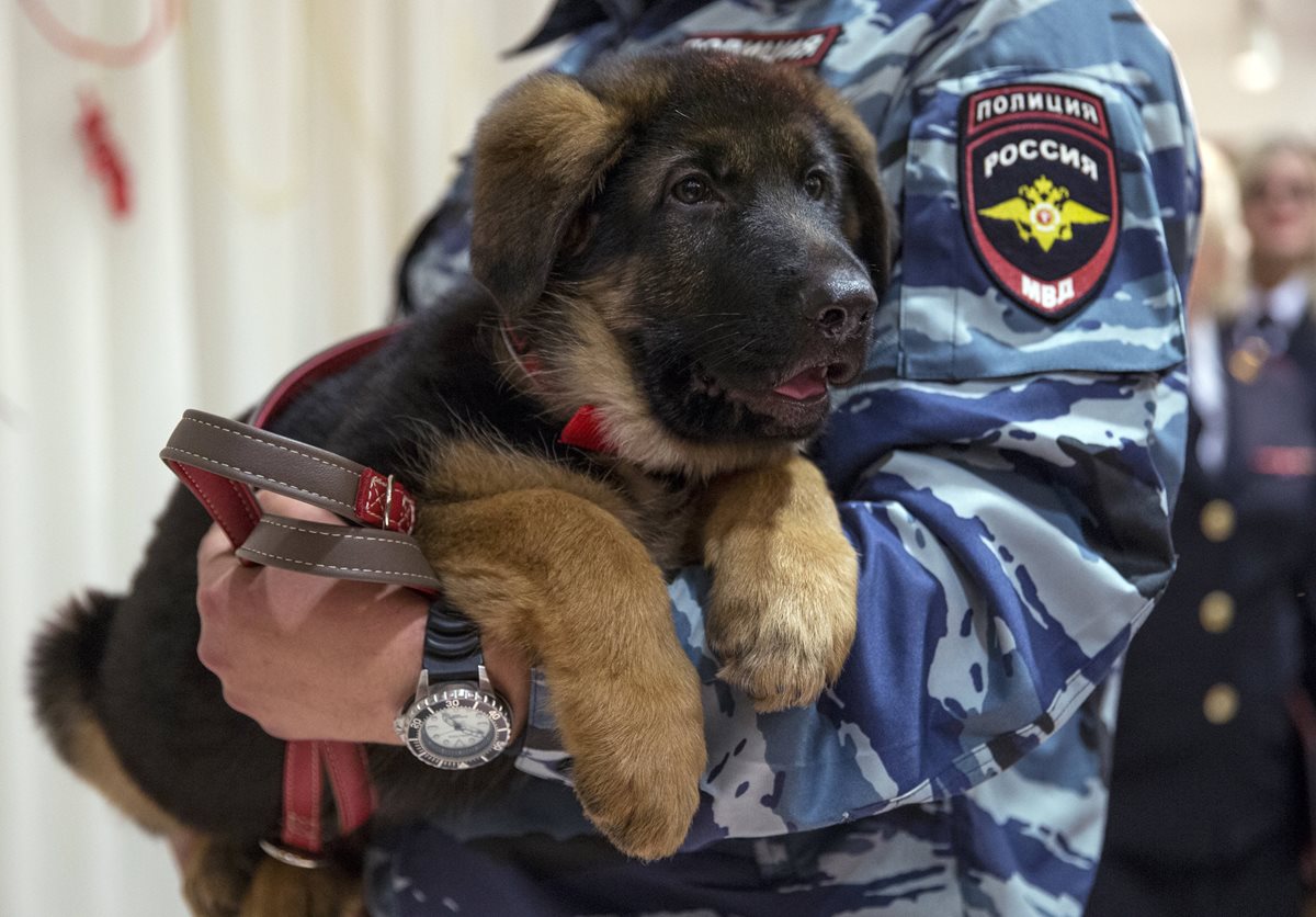 Un oficial de la Policía rusa sostiene en brazos al cachorro llamado Dobrynya durante la presentación a la prensa. (Foto Prensa Libre: AP).